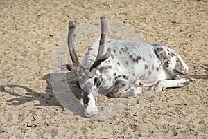 A lonely reindeer basking in the warm sand