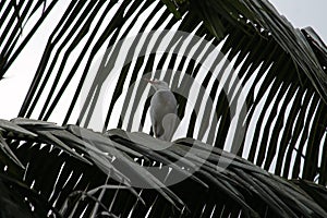 A lonely resting egret on a coconut tree on a summer afternoon. Snapped this in a remote area while roaming around