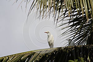 A lonely resting egret on a coconut tree on a summer afternoon. Snapped this in a remote area while roaming around