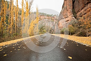Lonely road in autumn with fallen leaves on the ground and yellow tones photo