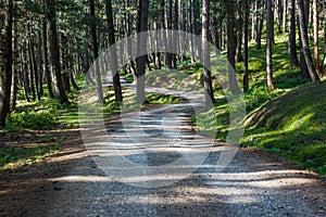 Lonely road through dense pine forest