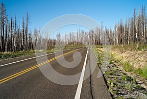 A Lonely Road through a Forest