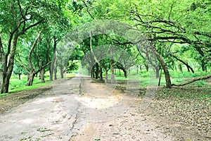 Lonely road in forest