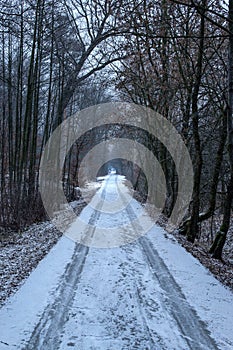 Lonely road in the forest