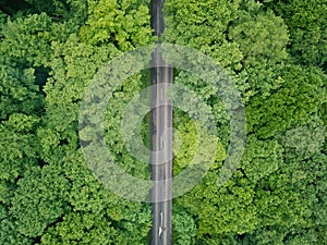 Lonely road in the middle of a green forest