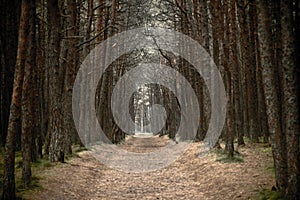 Lonely road in the misty autumn forest