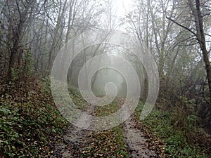 Lonely road in misty forest