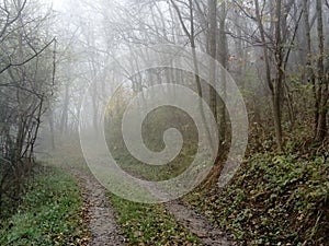 Lonely road in misty forest