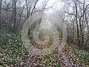 Lonely road in misty forest