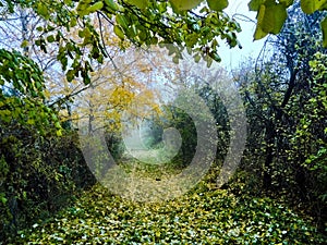 Lonely road in misty forest