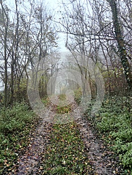 Lonely road in misty forest