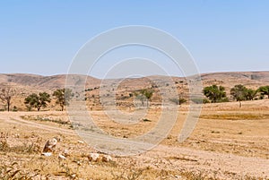 Lonely Road In The Negev Desert