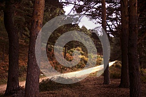 A lonely road between the pines in the mystery colored autumn forest