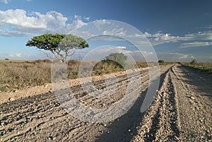 A lonely road track in savanna.