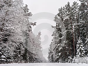 Lonely road in winter forest