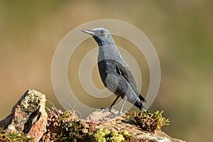 lonely rockbird on the mountain photo