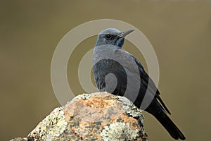 Lonely rocker poses on a rock