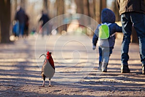 Lonely rooster walking among people. Animal rights, back to natu