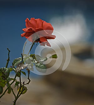 Lonely Rose