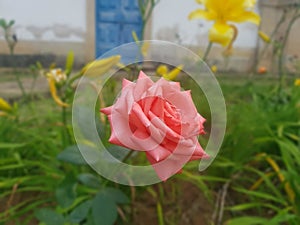 Lonely rose in an amazing colonial garden