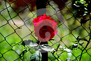 Lonely rose. Nice flowers in the garden in midsummer, in a sunny day.