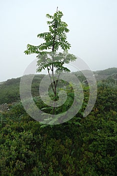 Lonely rowan three in the fog