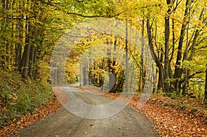 Lonely rural road with fall colors