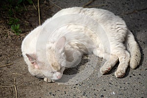 Lonely and sad abandoned old dirty white cat hiding under a vehicle shadow, abstracted looking away with pale blue eyes. Homeless