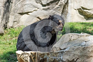 Lonely sad black bear sitting near a huge rock looking for its friends