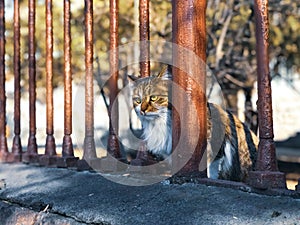Lonely and sad cat sitting on the wall