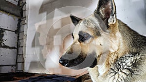 Lonely, sad dog German Shepherd sadly waiting its owner. Russian eastern European dog veo is ill and pity