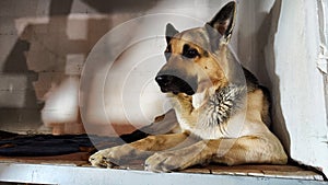 Lonely, sad dog German Shepherd sadly waiting its owner. Russian eastern European dog veo is ill and pity