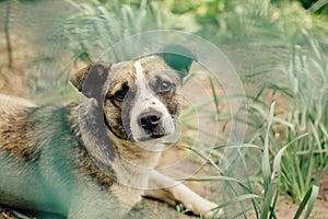 Lonely sad domestic dog look outdoor