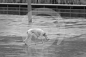 Lonely sad greyhound dog lost walking in rainy street