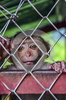 Lonely, sad monkey in a cage in Thailand