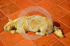 Lonely sad old dog abandoned thai domestic dog sleeping on floor