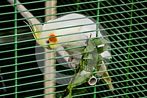 Lonely and sad parrot sitting isolated in cage