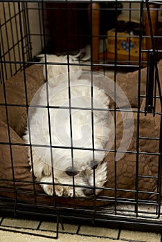 Lonely Sad Pet Dog in Animal Travel Kennel Cage