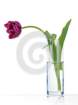 Lonely sad purple tulip in vase