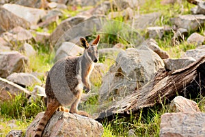 A lonely sad wallaby
