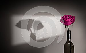 Lonely and Sadness Feeling Concept. Single Pink Rose Flower Shading Shadow on the Wall as Couple. Symbol of Love and Valentines