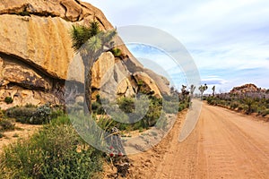 A lonely sand road in Joshua Tree Desert landscape, California, United States.