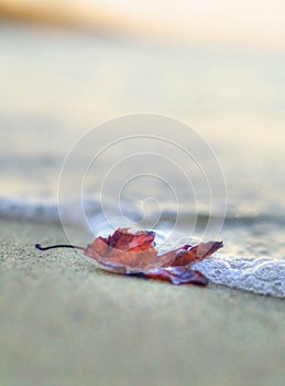 Lonely scorched leaf on the sand, washed by wave