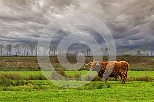 A lonely Scottish highland bull during a violent storm with heavy rain and its butts against the wind