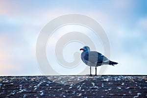 Lonely sea gull