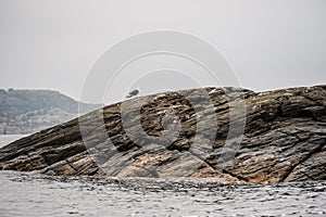 Lonely sea gull on s barren skerry..