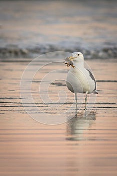 Lonely sea gull on shore with prey