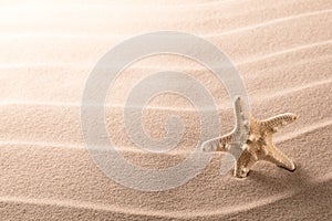 Lonely sea star fish or starfish on beach sand