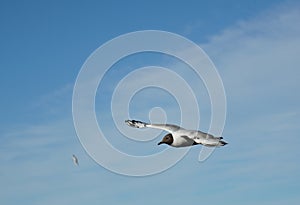 Lonely seagull Black-headed gull bird blue sky clouds. Sea ocean nice picture