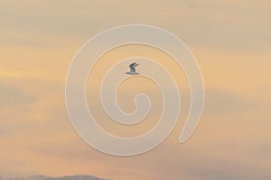 Lonely seagull flying high in the sky